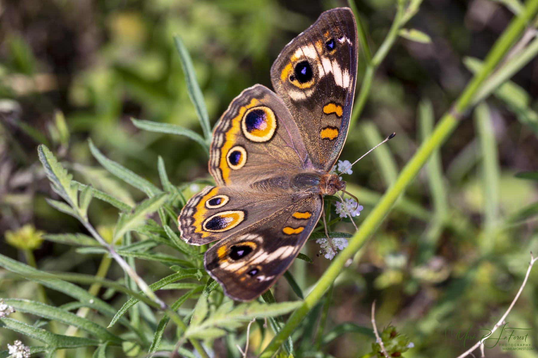 Buckeye Butterfly March, Austin, Texas